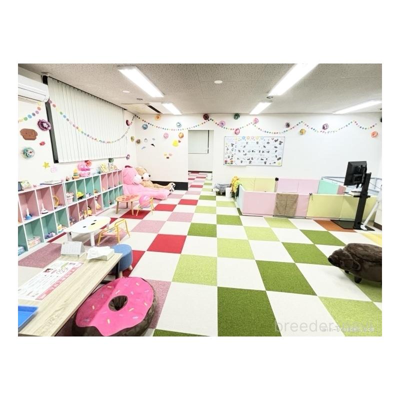 販売中の栃木県のポメプー:ポメラニアン×トイプードル-412794の2枚目